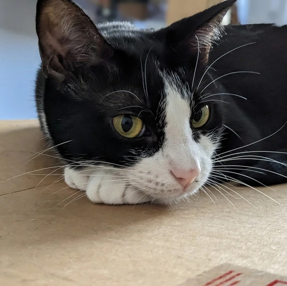 "before coffee I hate everyone" black kitty cat tin metal sign - Picture 4 of 4